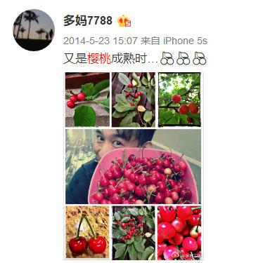 孫莉傢(jia)種的(de)櫻桃又(yòu)一(yi)年(nian)大(da)豐(feng)收, 老婆視角下黃磊瘦成(cheng)了(le)瓜子(zi)臉