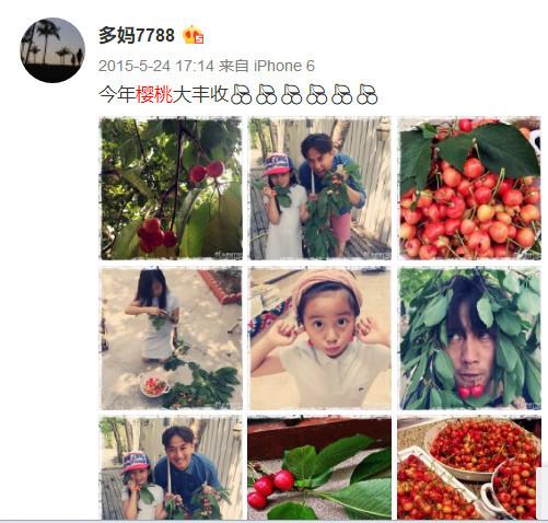 孫莉傢(jia)種的(de)櫻桃又(yòu)一(yi)年(nian)大(da)豐(feng)收, 老婆視角下黃磊瘦成(cheng)了(le)瓜子(zi)臉